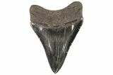 Serrated, Fossil Megalodon Tooth - Excellent Tooth #78204-1